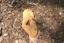 These facts might lead you to believe that it is either a fungus or an so the most logical way to get rid of slime mold is to cut off its food supply of dead organic matter. Is Slime Mold Bad