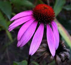 Google Image Result For Http Www Examiner Com Images Blog Wysiwyg Image Conef Echinacea Purpurea Echinacea Plants