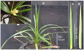 Ebay.com has been visited by 1m+ users in the past month The Morphology Of Pandanus Sp Plant From Kajuik Floodplain Lake Kampar Download Scientific Diagram