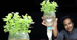 Cara Menjadi Tanam Ketumbar Dalam Botol Impiana