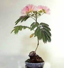Bonsai Albizia Google Search Pohon Bonsai Tanaman Bunga