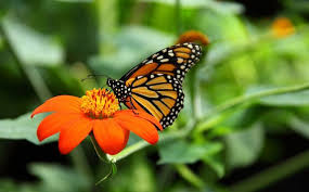 Biologie-Studiengänge: Alles Bio, oder was? - Einstieg