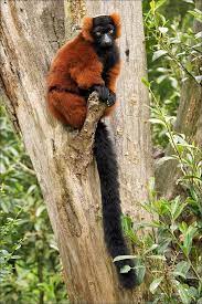 Red Ruffed Lemur Madagascar Animals Unusual Animals Lemur