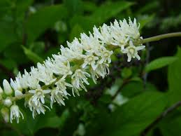 Image result for Iteaceae