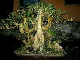 Jual Bonsai Bambu Kuning Di Lapak Yp Florist Bukalapak