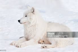 Sói Cực Hoang Dã Đang Nằm Trên Tuyết Trắng Sói Bắc Cực Hoặc Sói Trắng Động  Vật Trong Động Vật Hoang Dã Hình ảnh Sẵn có