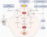 Frontiers | Mechanism of action and therapeutic use of bempedoic ...