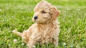 It can make weight bearing difficult. 14 Cute Facts You Didn T Know About The Mini Goldendoodle All Things Dogs All Things Dogs