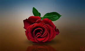 Featuring amazing deals with fantastic customer service. Hd Rose Wallpaper Red Rose Wallpaper Hd Pictures Free Download Whatsanswer