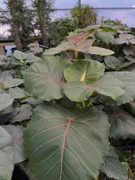 Image result for Justicia petiolaris