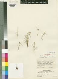 Image result for Ascolepis pusilla