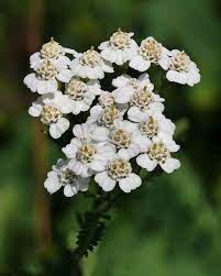 Achillea Millefolium Subsp Millefolium Wikispecies