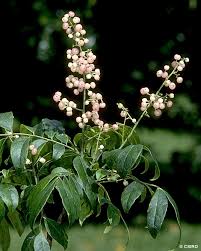 Image result for Clausena