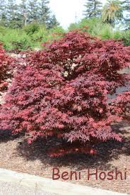 Acer palmatum 'beni hoshi' the ruby star beni hoshi japanese maple is an intriguing and attractive dwarf. Beni Hoshi Japanese Maple Japanese Maple Acer Palmatum Plants