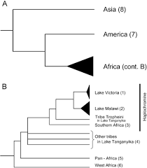 Development Of The Embryo Larva And Early Juvenile Of Nile Tilapia Oreochromis Niloticus Pisces Cichlidae Developmental Staging System Fujimura 2007 Development Growth Amp Differentiation Wiley Online Library