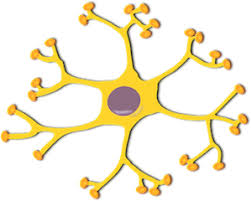 Check spelling or type a new query. Animal Cells Lesson For Kids Study Com