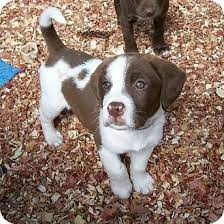 We have an adoption center in southbury ct, as well as weekly events, and if your heart is set on a specific pup. Dogs For Adoption In Ct The Y Guide