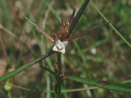 Image result for Oldenlandia herbacea