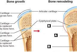 Compact bone and spongy bone both perform different functions. Art Labeling Quiz