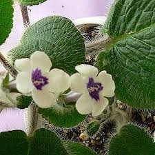 Image result for Streptocarpus eylesii
