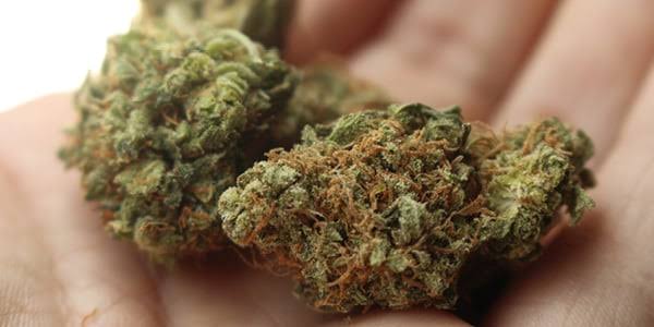Cannabis sold in Spain contains faecal matter | AlphaBiolabs UK
