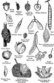 Pin By Andrea Hoyt On Notable Plants Tree Seeds Tree