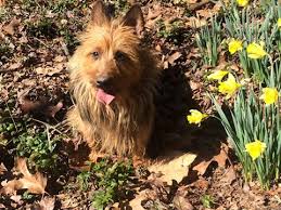 Australian manufacturers of kitchen equipment and suppliers of kitchen equipment. Redwing Australian Terriers Home Of Top Winning Australian Terriers