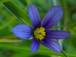 Native flowers in washington state. Wildflowers Of The Pacific Northwest Pacific Northwest Adventures