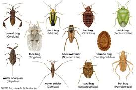 Little brown bugs in my kitchen drawers and had an exterminator come, he sprayed and they are still here, what do i do? Garden Insect Primer Getting To Know Common Garden Insect Pest Groups And Their Associated Signs Of Plant Damage Ecological Landscape Alliance