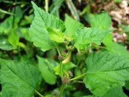 We did not find results for: Summer Annual Weeds And Biennials
