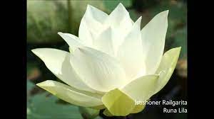 Taste dealing tiny airlines commit jay liberal rail operational gap trips. Istishoner Rail Garita By Runa Laila Youtube