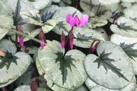 Image result for Primulaceae