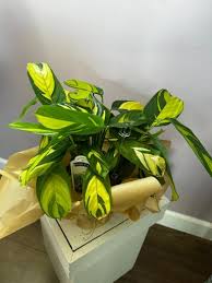 Jimmie Vanover Obituary March 8, 2025