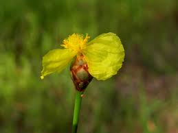 Image result for Xyridaceae