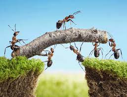 #dreamaboutants #evangelistjoshuatv #evangelistjoshuaorekhie ants dreams usually indicate witchcraft and close enemies. Causes Of Seeing Ants In The Dream Evangelist Joshua