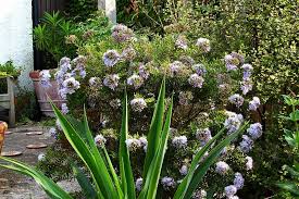 Image result for Beschorneria sp. (Biegel 5357)