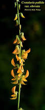 Image result for Crotalaria polysperma