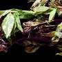 Profile Picture of Khat - Alcohol and Drug Foundation (@adf.org.au) on Google