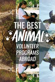The Best Animal Volunteer Projects Abroad Volunteering With Animals Volunteer Projects Volunteer Travel