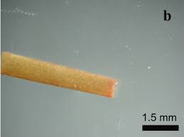 Image result for Thalassodendron ciliatum