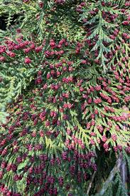 Image result for didymascella thujina