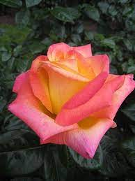 Hybrid Tea Love Colorful Roses Http Colorfulroseslou Hana Flappyhouse Com Hybrid Tea Roses Tea Roses Rose Flower