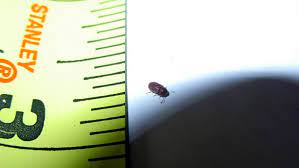 Here in san antonio, we have warm weather nearly all year long. How To Prevent Ants Roaches And Insects Angi