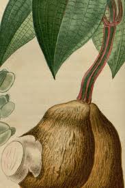 Image result for Dioscorea dregeana