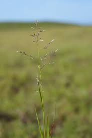 Image result for Agrostis pilgeriana