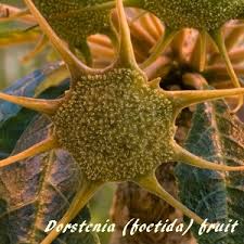 Image result for Dorstenia schliebenii
