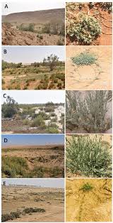 Image result for Halopyrum mucronatum