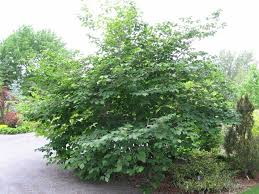 Image result for Humularia elisabethvilleana