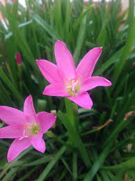 Plant rain lilies where they'll be protected from excessive snow and get ample sunlight in spring. Why Do Pink Rain Lilies Flower Only After Rains And Not From Being Watered Biology Stack Exchange