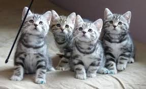 Black And Grey Tabby Kittens For Sale Image Silver Tabby Kittens For Sale Tabby Kittens For Sale Silver Tabby Kitten Tabby Kitten